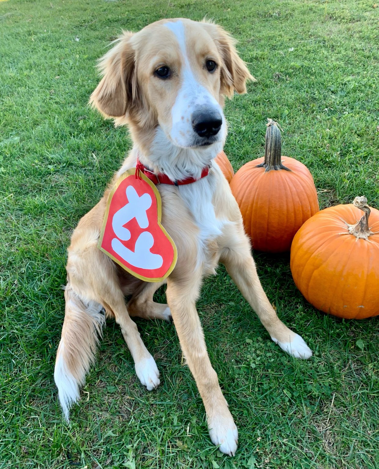 Last Minute Halloween Costume For Your Dog Mash Elle