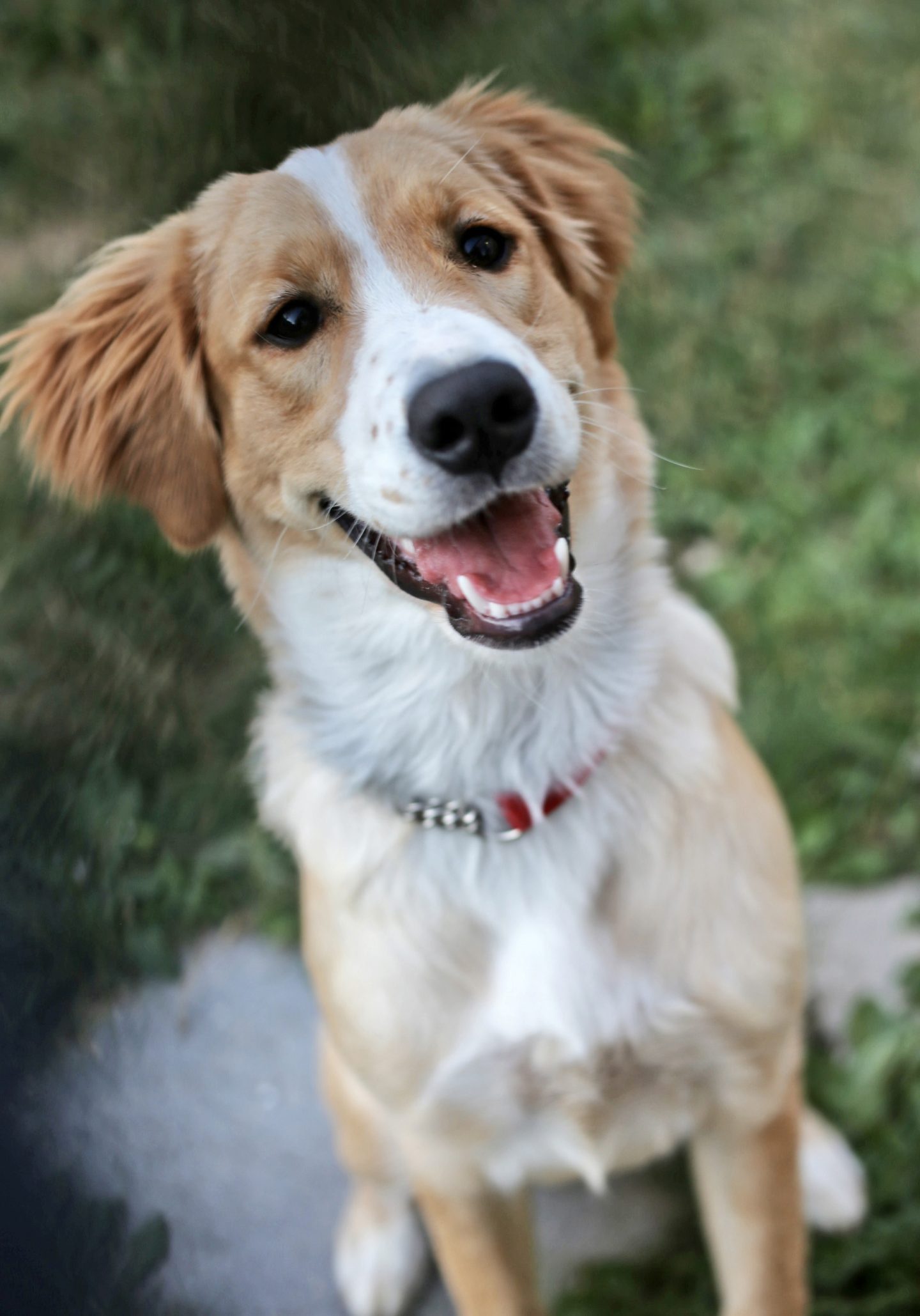 Why Are More Pet Owners Choosing Non-Medicated Calming Solutions for Dogs?